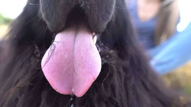 Dog's tongue close-up.Dog's pink tongue close. Open the jaws of the Animal.Open dog mouth showing tongue and teeth