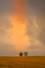 親子の木のシルエット