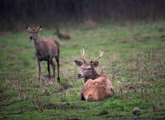 Group of deers in blurry background. Deers is growing in wild forest and are save from hunters. Beautiful animals in a meadow. 
