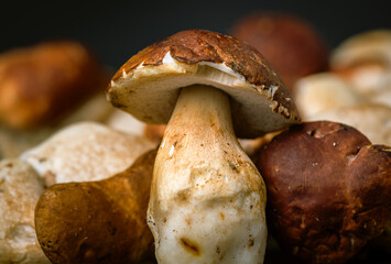 Many, Delicious, ready to cook Mushrooms,  close up photography with copy space on a dark grey background 