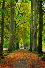 Avenue of Autumnal trees, located in perthshire, scotland.