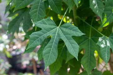 Fototapeta na wymiar Cnidoscolus aconitifolius or Cnidoscolus chayamansa green leaf on tree.