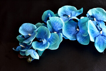 A beautiful picture of a blue orchid on a black background.