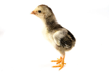 Cute little chicken standing isolated on white background.