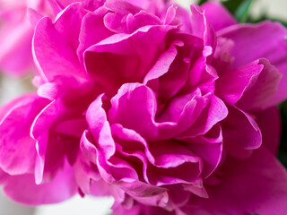 Bright pink blossoming peony buds