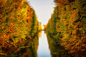 Fototapeta Beautiful pond in the Oliwa Park in autumn. Gdansk obraz
