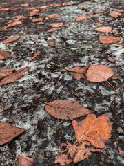 leaves on stone