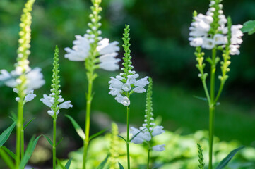 Physostegia virginiana alba white flowering plant, beautiful obedience false dragonhead ornamental flowering plants