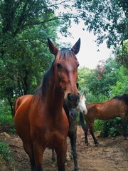 horse and foal