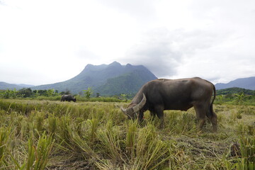 Fototapeta na wymiar Big black buffalo animal in countryside eating rice in the field