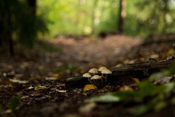 mushrooms growing in the forest on log