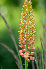Eremurus isabellinus pinocchio cleopatra flowering ornamental plant, beautiful pink orange foxtail lily flowers in bloom