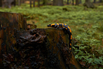 yellow spots salamander