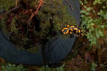 yellow spots salamander