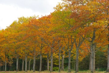Obraz premium autumn trees in the park, along road