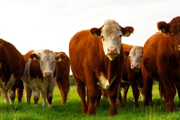 Happy, free range cows in field on the farm