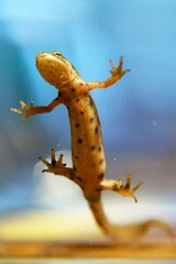 lizard climbing in aquarium, terrarium