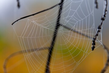 spider web in the autumn morning with dew drops