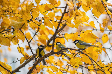 Tit sitting on a tree branch.
