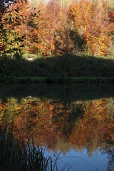 autumn forest with colorful trees and reflections in a lake