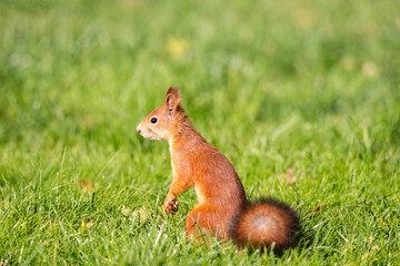 A red fluffy squirrel stands on its hind legs.
