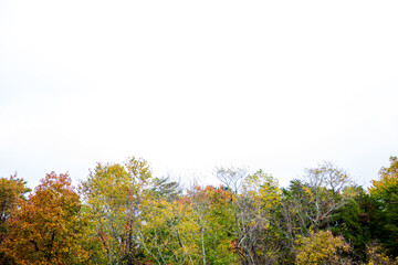 Naklejka premium Bright Tennessee Autumn Outdoors