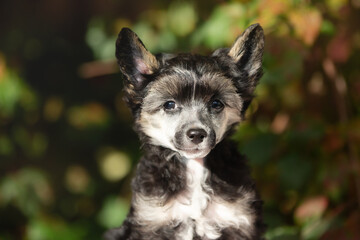 Portrait of cute black powderpuff chinese crested dog in autumn forest. Image of lovely fluffy puppy