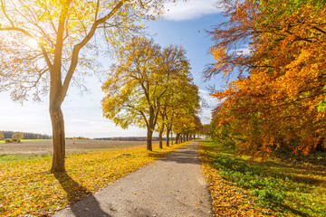 Beautiful avenue in autumn with sun shining through the colourful leaves of the trees