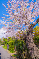 Fototapeta premium 北鎌倉の満開の桜