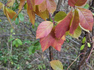 red autumn leaves