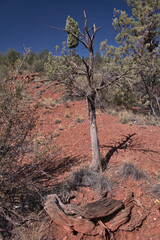 Fototapeta na wymiar Tree in the Arizona desert that refuses to die 