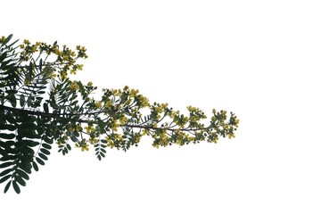 Tropical tree of the genus Cassia with leaves and flower blossom  on white isolated background for green foliage backdrop 