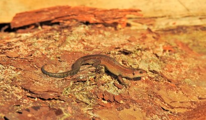 jaszczurka © Krzysztof