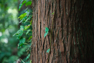 新潟県魚沼市の西福寺