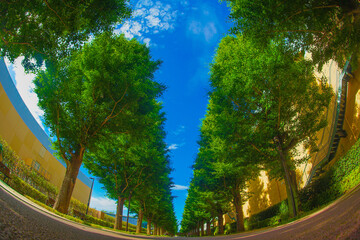 いちょう並木道の新緑（昭島市）