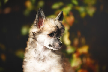 Profile Portrait of sweet powderpuff chinese crested dog in autumn forest. Image of lovely fluffy puppy