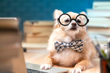 working late night concept .white brown chihuahua lap dog wearing glass sit on working table with laptop and stack of books