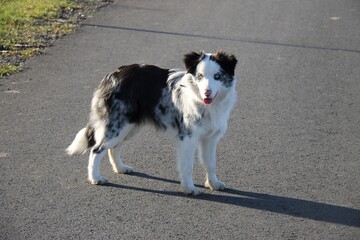 border collie dog