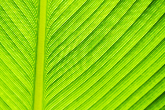 background image of green leaves that see the streaks of light when sunlight shines.