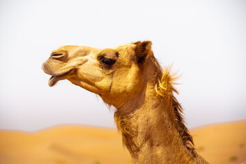 camel group, caravan, traveling though the desert, during the day, exposed to the heat and arid...