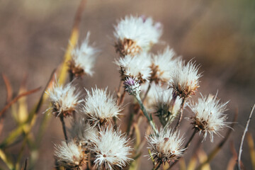 Wildflowers, autumn, dry flowers, dandelions, field, dry grass