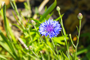 Blue cornflower flower on a natural background