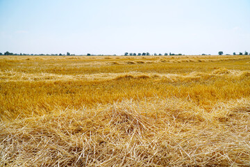 Beautiful dry stubble on the field against the sky