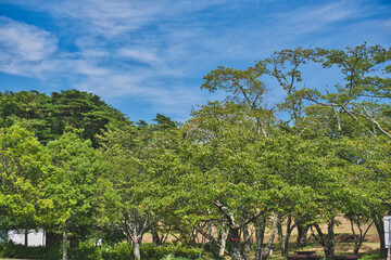 Fototapeta premium vineyard