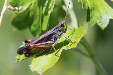 Agricultural pest Grasshopper or locust sitting on the grass