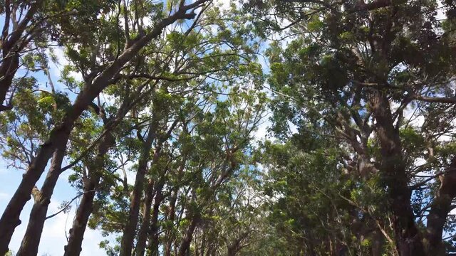 4K 60fps slow motion tracking of road driving through the tree tunnel which is a canopy of Eucalytus trees which line 520 highway on Kauai's south shore,Kauia,Hawaii,USA