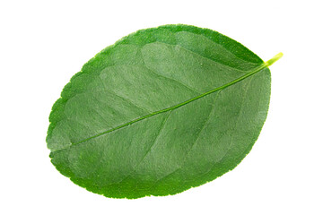 Single Lime leaf isolated on white background.