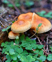 Hypholoma capnoides ?