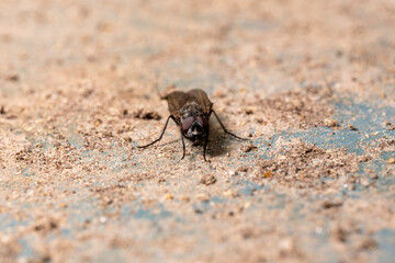 fly sits on a turquoise metal cover covered with sand