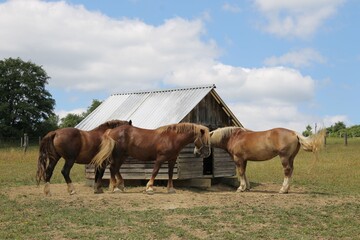 horses on a meadow